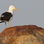 Goéland dominicain - Cap de Bonne Espérance