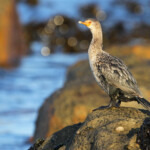 Cormoran couronné - Cap de Bonne Espérance