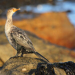 Cormoran couronné - Cap de Bonne Espérance