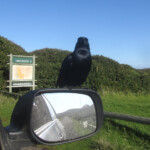 Rufipenne morio - Cap de Bonne Espérance