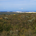 De Hoop