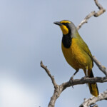 Gladiateur - De Hoop