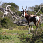 Bontebok - De Hoop