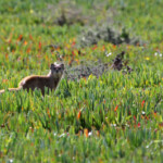 Mangouste fauve - De Hoop