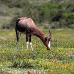 Bontebok - De Hoop