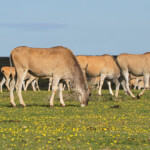 Éland du Cap - De Hoop