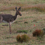 Rhebuck - De Hoop