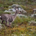 Rhebuck - De Hoop