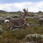 Rhebuck - De Hoop
