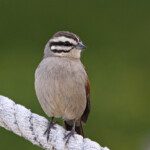 Bruant du Cap - De Hoop