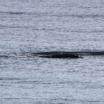 Baleine franche australe - De Hoop