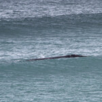 Baleine franche australe - De Hoop