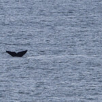 Baleine franche australe - De Hoop