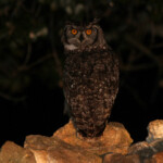 Grand-duc africain - De Hoop