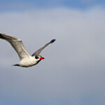 Sterne caspienne - De Hoop