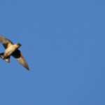 Hirondelle isabelline - De Hoop