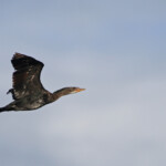 Cormoran africain - De Hoop