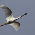 Spatule africaine - De Hoop