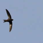 Martinet du Cap - De Hoop