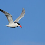 Sterne caspienne - De Hoop