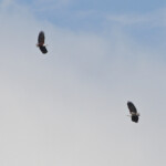 Pygargue vocifère - De Hoop