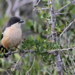 Boubou - De Hoop