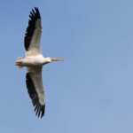 Pélican blanc - De Hoop