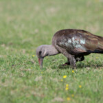 Ibis hagedash - De Hoop