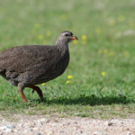 Francolin criard - De Hoop