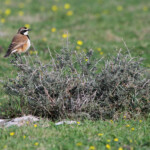 Traquet du Cap - De Hoop