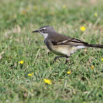 Bergeronnette du Cap - De Hoop