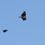 Aigle martial et Corneille du Cap - De Hoop