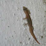 Gecko - De Hoop