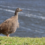 Francolin criard - De Hoop