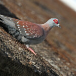 Pigeon roussard - De Hoop