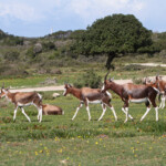 Bontebok - De Hoop