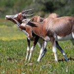 Bontebok - De Hoop