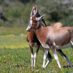 Bontebok - De Hoop