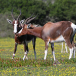 Bontebok - De Hoop