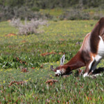 Bontebok - De Hoop