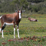 Bontebok - De Hoop