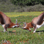 Bontebok - De Hoop
