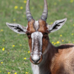 Bontebok - De Hoop
