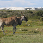Éland du Cap - De Hoop