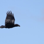Corbeau à nuque blanche - De Hoop