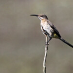 Promerops du Cap - De Hoop