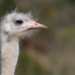 Autruche - De Hoop