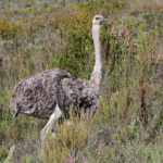 Autruche - De Hoop