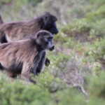 Babouin - De Hoop