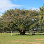 De Hoop